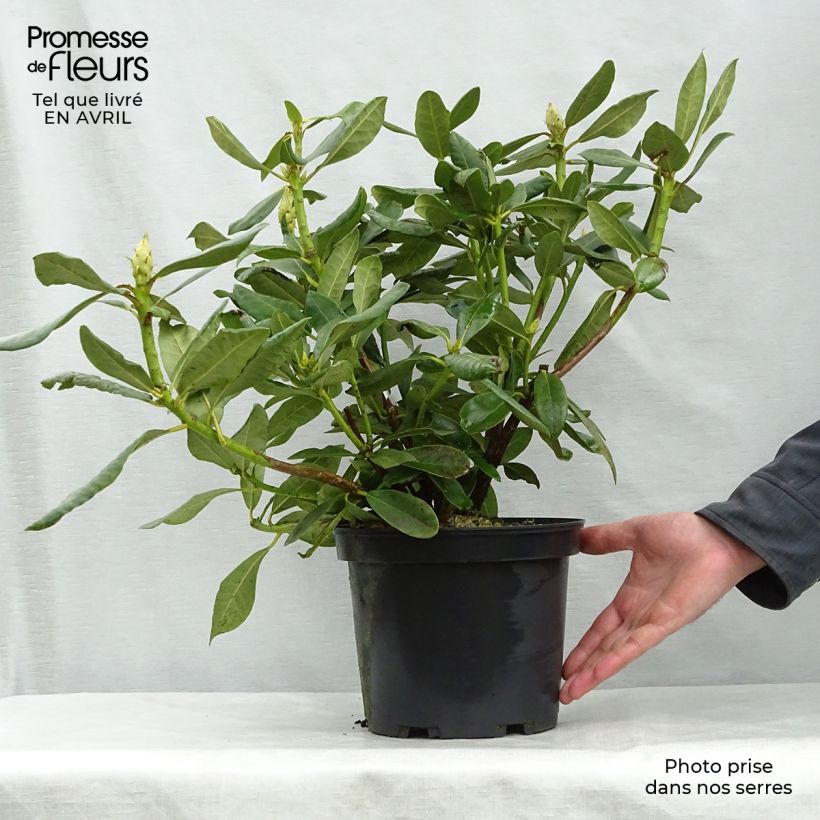 Spécimen de Rhododendron Nova Zembla - Grand Rhododendron Pot de 4L/5L tel que livré au printemps