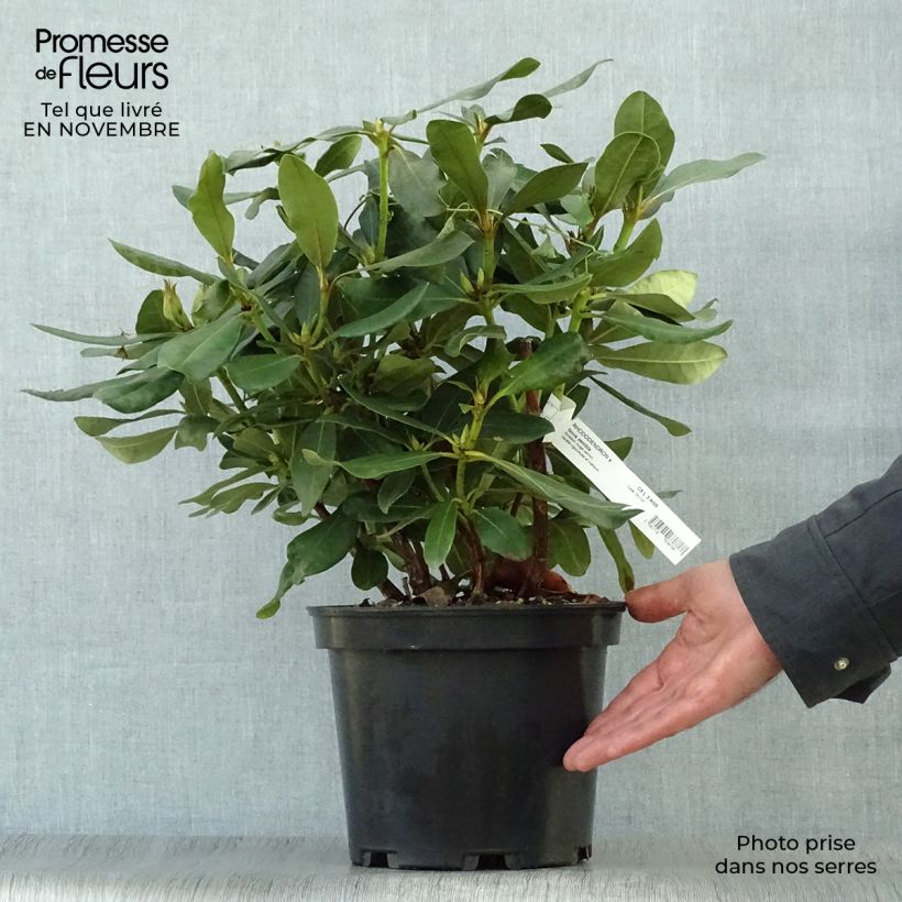Spécimen de Rhododendron Nova Zembla - Grand Rhododendron Pot de 4L/5L tel que livré en automne