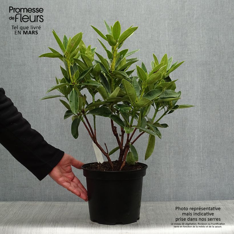 Spécimen de Rhododendron Olga - Grand Rhododendron Pot de 4L/5L tel que livré au printemps