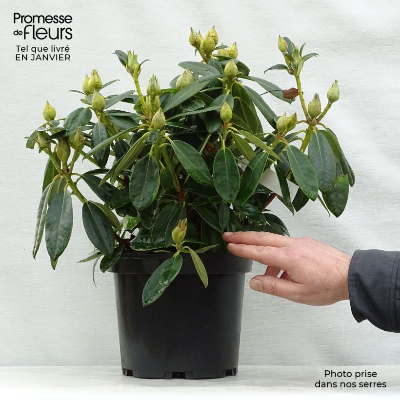 Spécimen de Rhododendron Percy Wiseman - Rhododendron nain  Pot de 3L/4L tel que livré en hiver