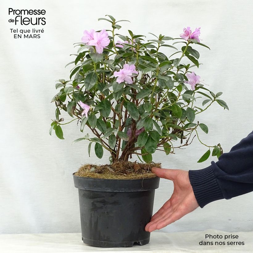 Spécimen de Rhododendron Praecox - Rhododendron nain Pot de 2L/3L tel que livré au printemps