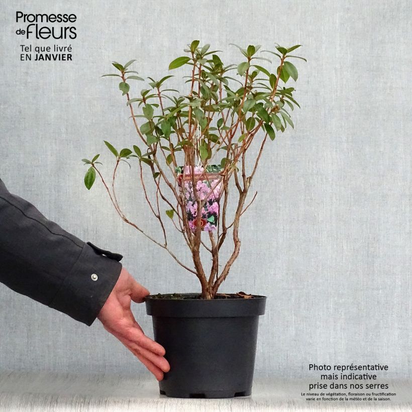 Spécimen de Rhododendron Praecox - Rhododendron nain Pot de 2L/3L tel que livré en hiver