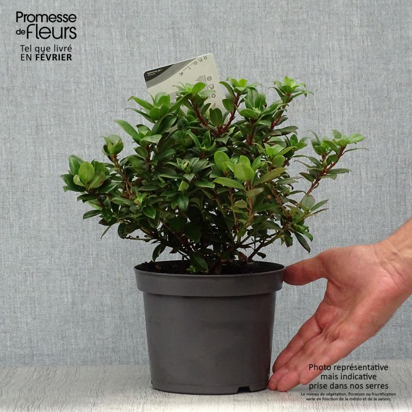 Spécimen de Rhododendron Princess Anne - Rhododendron nain Pot de 2L/3L tel que livré en automne
