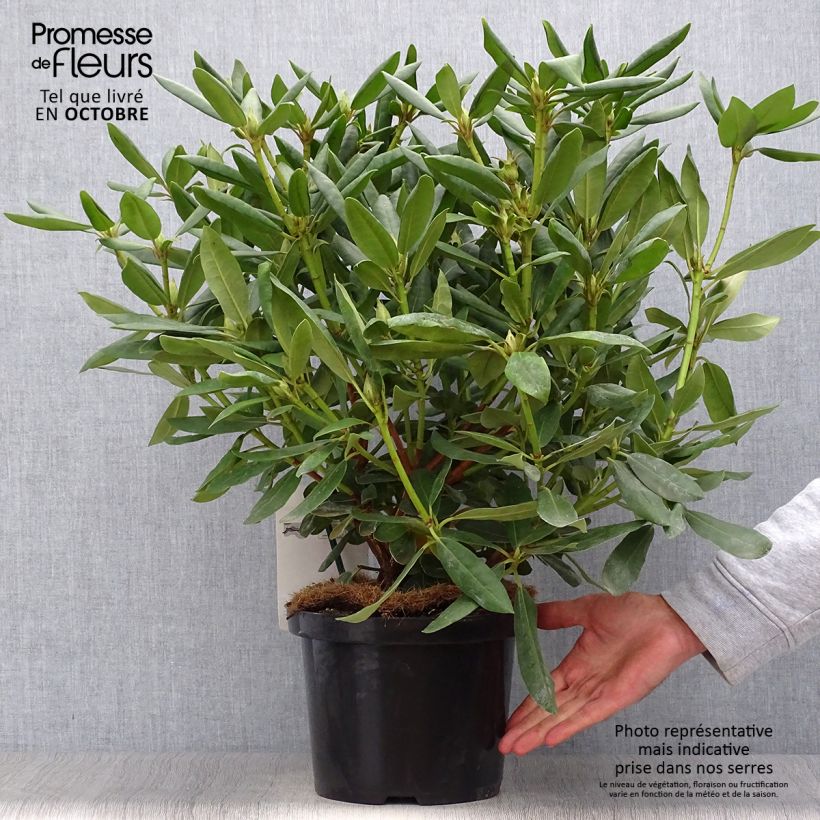 Spécimen de Rhododendron Roseum Elegans - Grand rhododendron Pot de 4L/5L tel que livré en automne