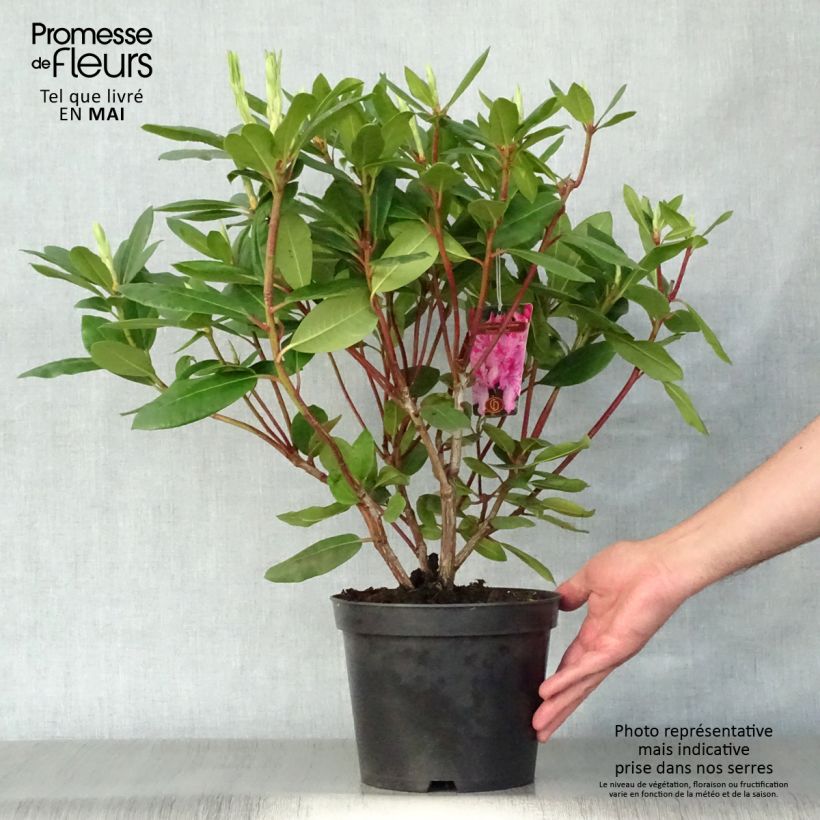 Spécimen de Rhododendron Roseum Elegans - Grand rhododendron Pot de 4L/5L tel que livré au printemps