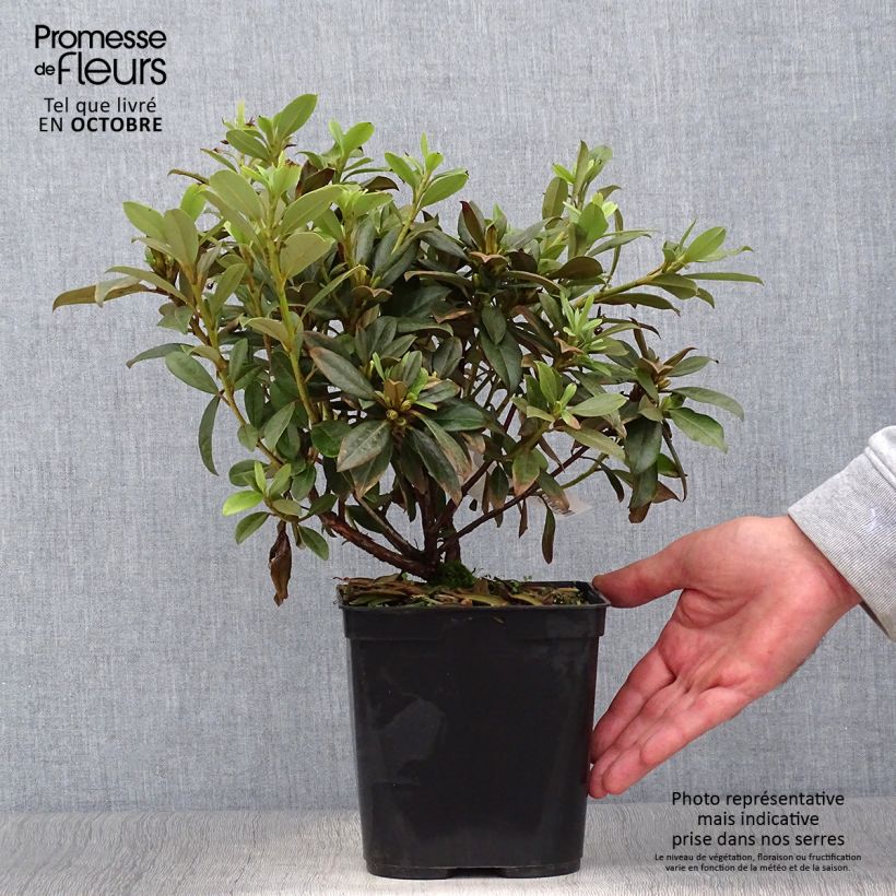 Spécimen de Rhododendron Saffron Queen - Rhododendron nain Pot de 3L/4L tel que livré en automne