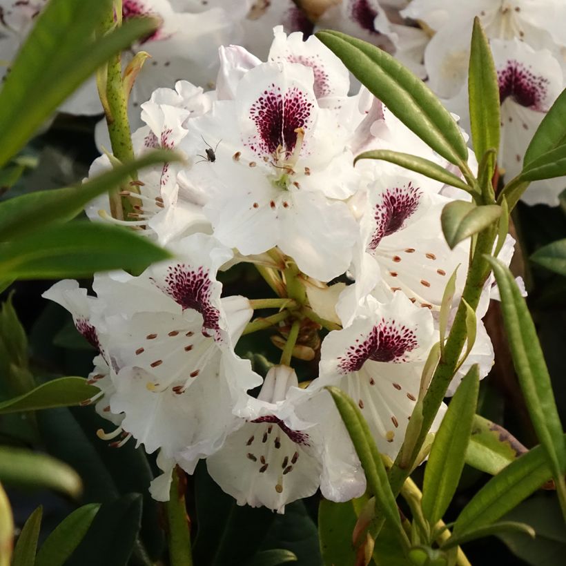 Rhododendron Sappho (Floraison)