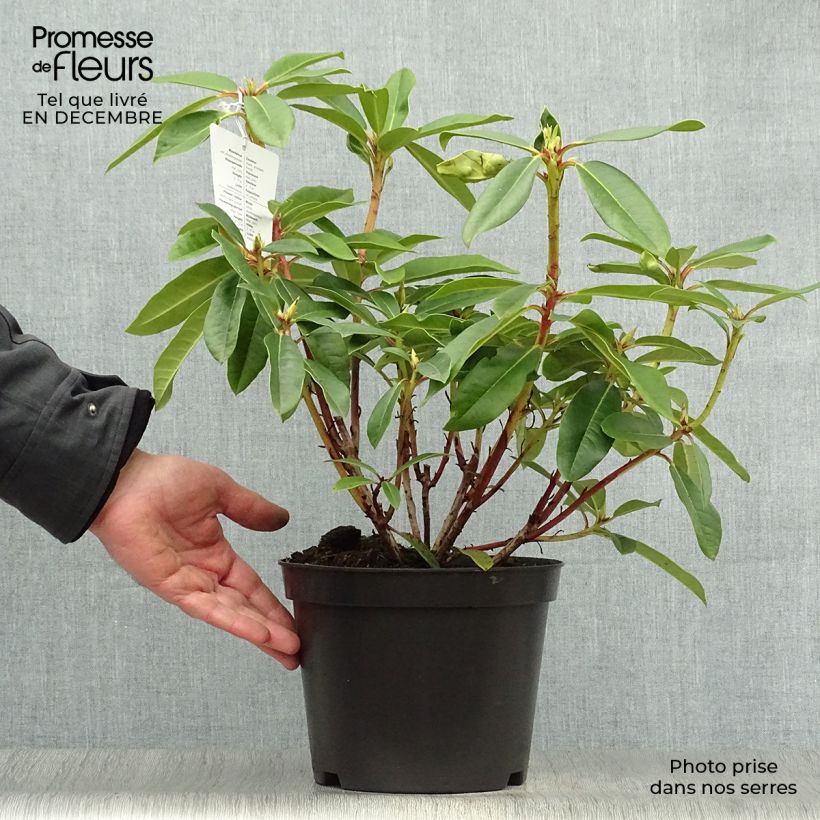 Spécimen de Rhododendron Sappho Pot de 4L/5L tel que livré en hiver