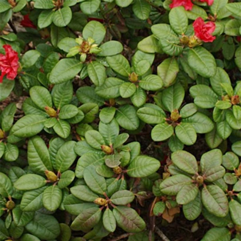 Rhododendron Scarlet Wonder - Rhododendron nain. (Feuillage)