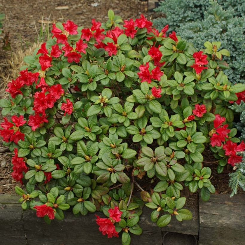 Rhododendron Scarlet Wonder - Rhododendron nain. (Port)