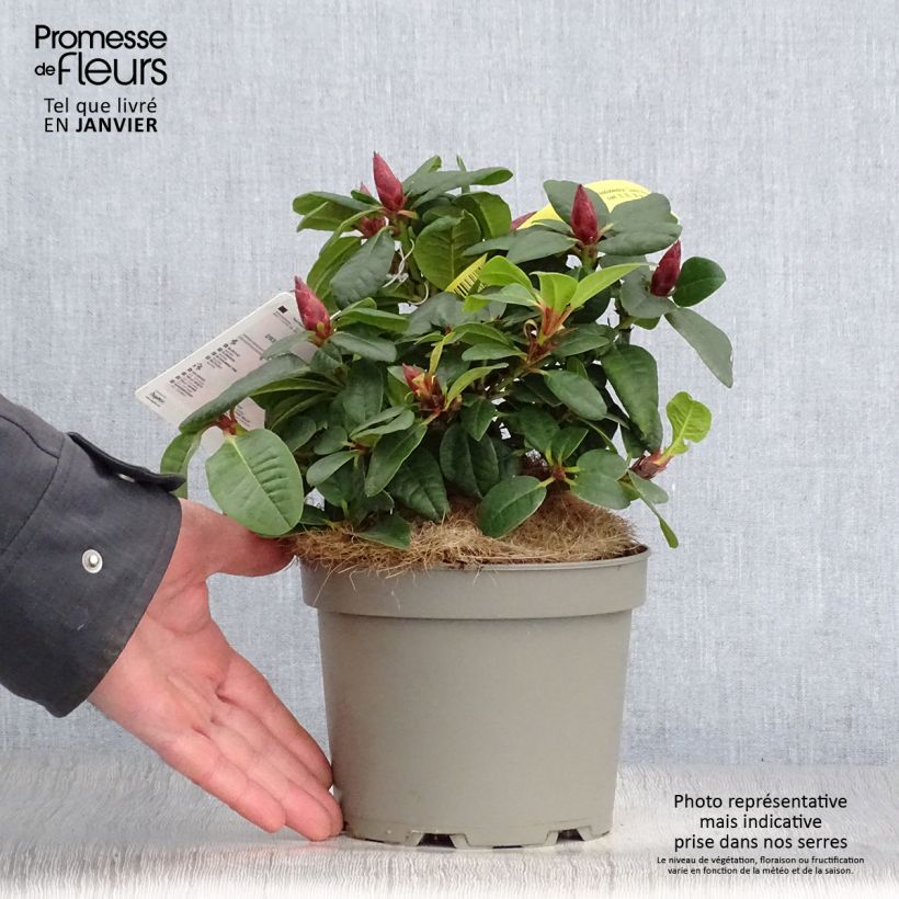 Spécimen de Rhododendron Scarlet Wonder - Rhododendron nain. Pot de 2L/3L tel que livré en hiver