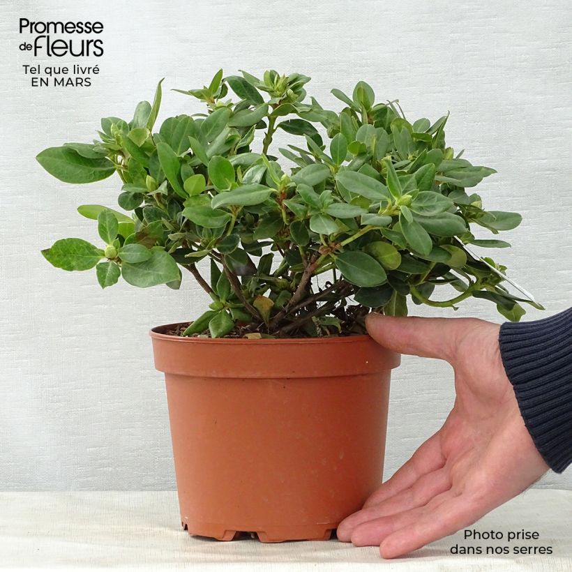 Spécimen de Rhododendron Shamrock - Rhododendron nain Pot de 2L/3L tel que livré au printemps