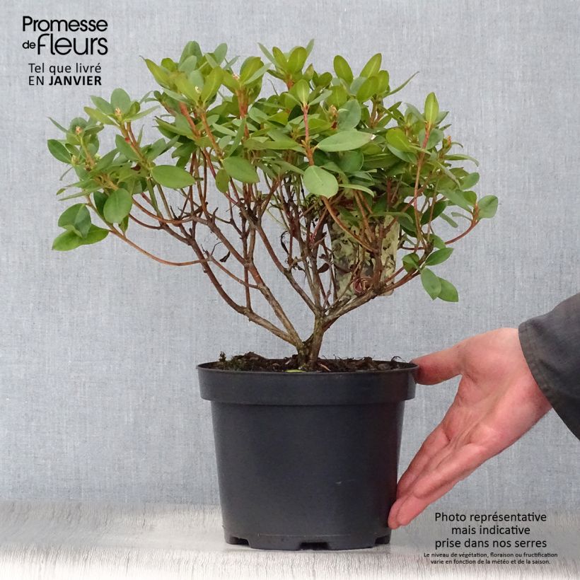 Spécimen de Rhododendron Shamrock - Rhododendron nain Pot de 2L/3L tel que livré en hiver