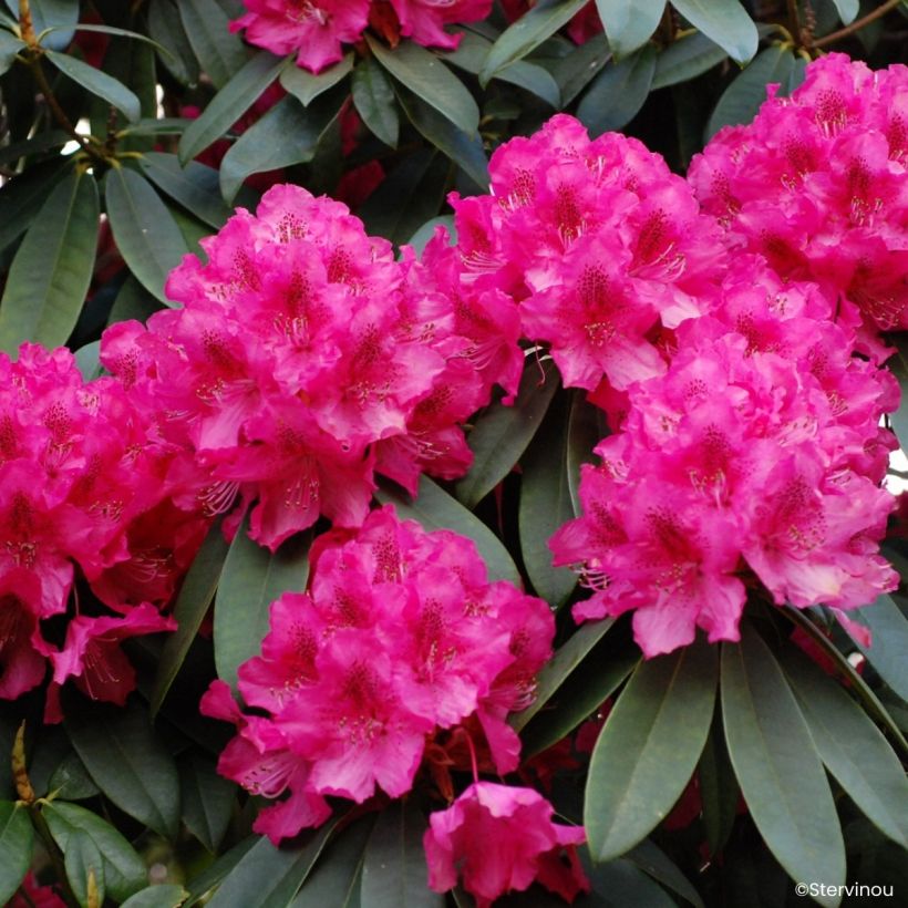 Rhododendron Souvenir de J. Broughton - Grand rhododendron (Floraison)
