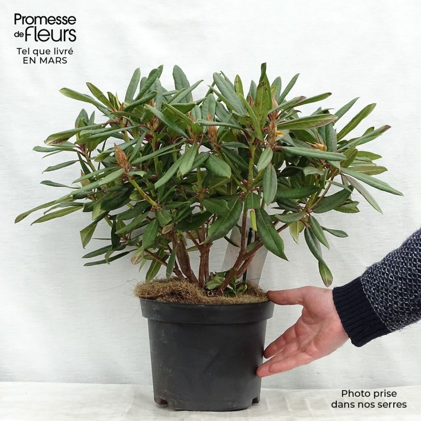 Spécimen de Rhododendron Tortoiseshell Orange Pot de 4L/5L tel que livré en hiver