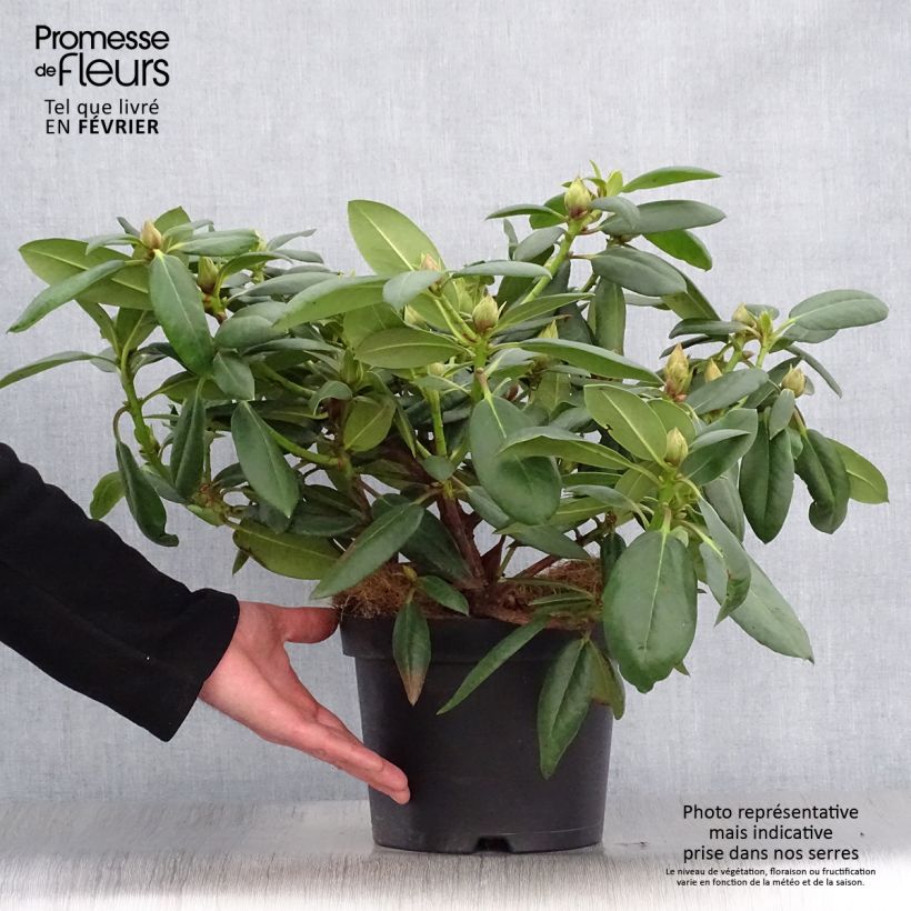 Spécimen de Rhododendron Virginia Richards - Petit Rhododendron Pot de 4L/5L tel que livré en hiver