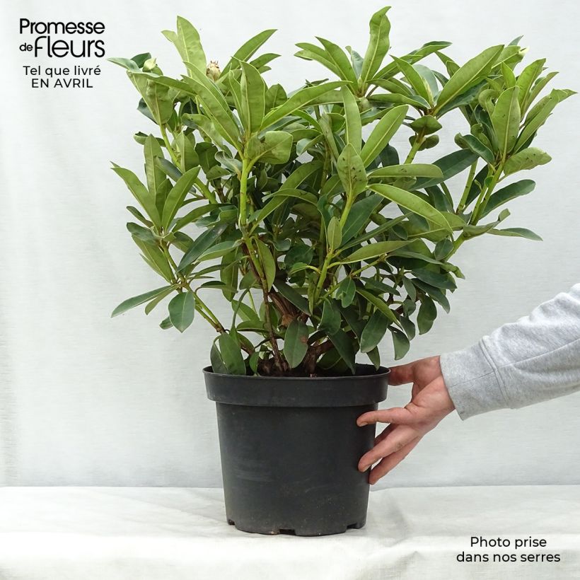 Spécimen de Rhododendron Wilgen's Ruby Pot de 4L/5L tel que livré au printemps
