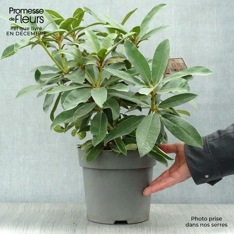 Spécimen de Rhododendron Wilgen's Ruby Pot de 4L/5L tel que livré en hiver