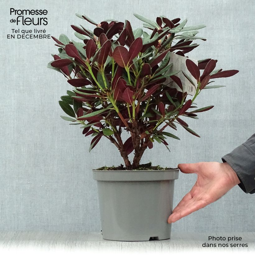 Spécimen de Rhododendron Wine & Roses Pot de 6L/7L tel que livré en hiver