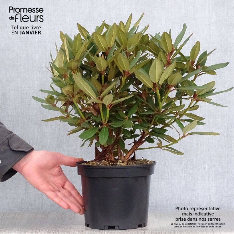 Spécimen de Rhododendron Winsome - Rhododendron nain Pot de 3L/4L tel que livré en hiver