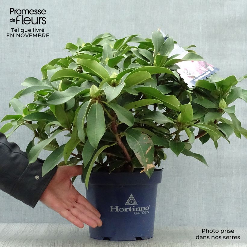 Spécimen de Rhododendron XXL Pot de 2L/3L tel que livré en automne