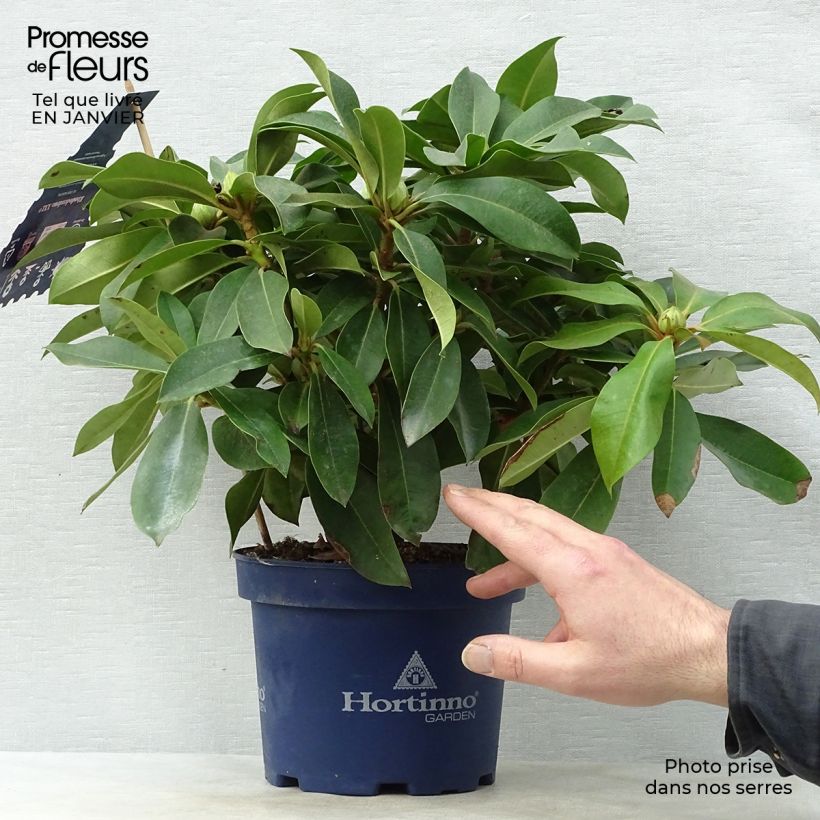 Spécimen de Rhododendron XXL Pot de 2L/3L tel que livré en hiver