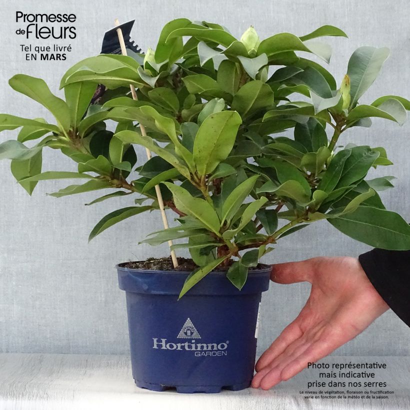 Spécimen de Rhododendron XXL Pot de 2L/3L tel que livré au printemps