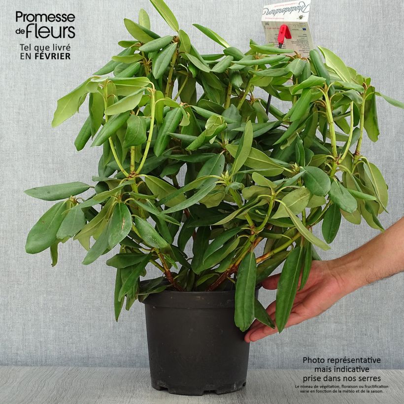 Spécimen de Rhododendron catawbiense Boursault Pot de 4L/5L tel que livré en automne