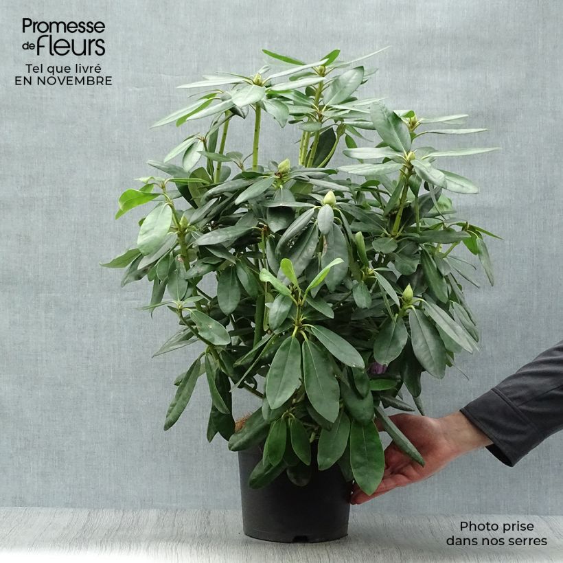 Spécimen de Rhododendron catawbiense Grandiflorum - Grand rhododendron Pot de 4L/5L tel que livré en automne