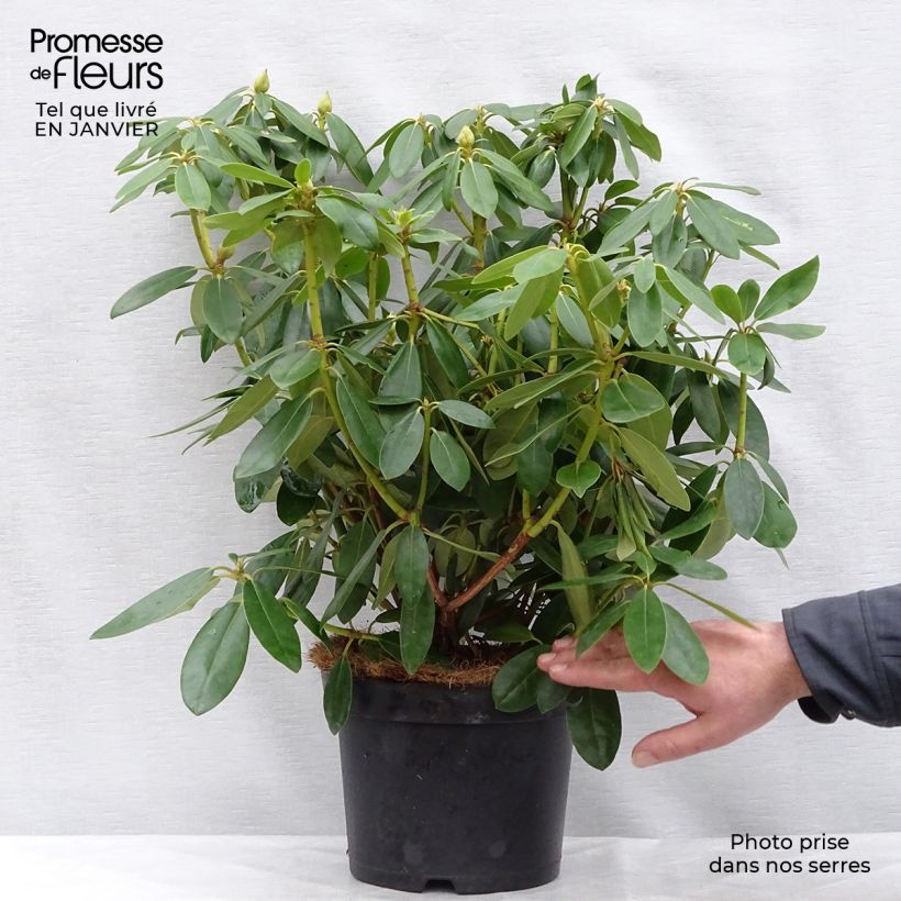 Spécimen de Rhododendron catawbiense Grandiflorum - Grand rhododendron Pot de 4L/5L tel que livré en hiver
