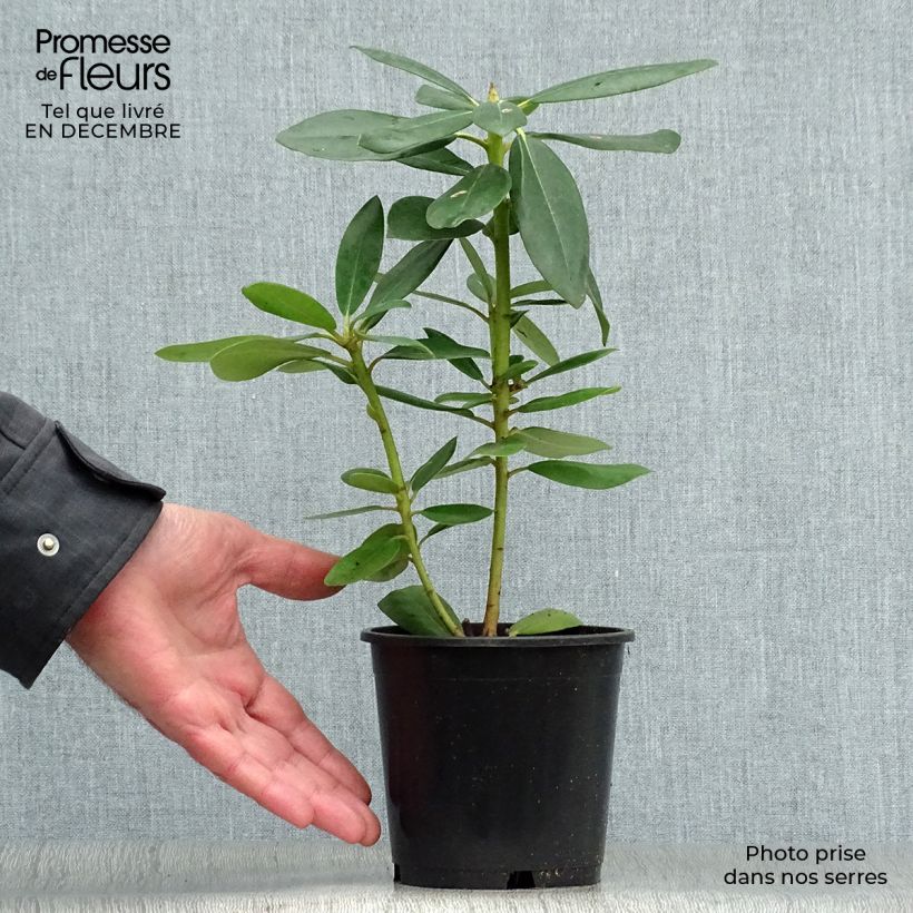 Spécimen de Rhododendron catawbiense Grandiflorum - Grand rhododendron Pot de 12 cm / 13 cm tel que livré en hiver