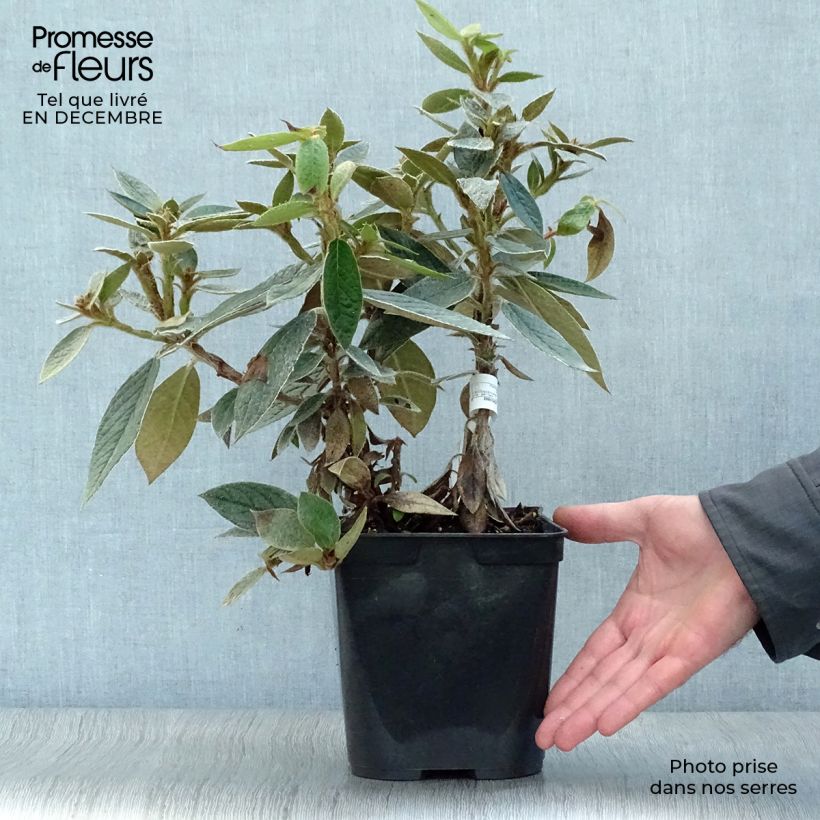 Spécimen de Rhododendron edgeworthii Pot de 3L/4L tel que livré en hiver