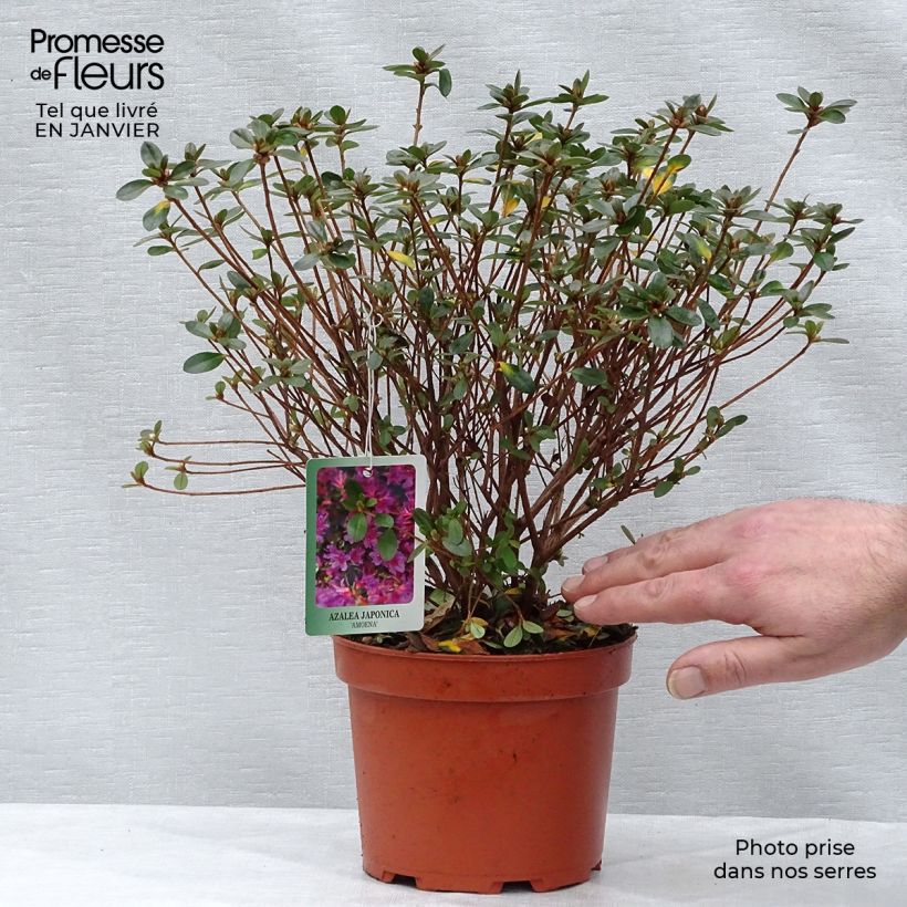 Spécimen de Azalée du Japon Amoena - Rhododendron hybride Pot de 2L/3L tel que livré en hiver