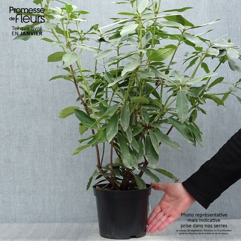 Spécimen de Rhododendron hybride Blue Jay Pot de 4L/5L tel que livré en hiver
