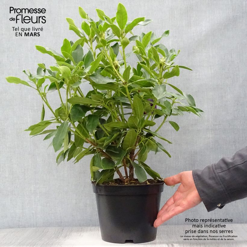 Spécimen de Rhododendron hybride Blue Jay Pot de 4L/5L tel que livré au printemps