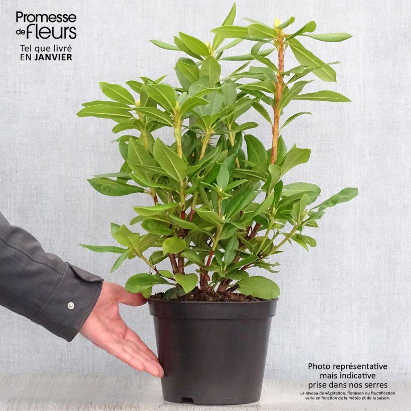 Spécimen de Rhododendron hybride Cosmopolitan Pot de 2L/3L tel que livré en hiver