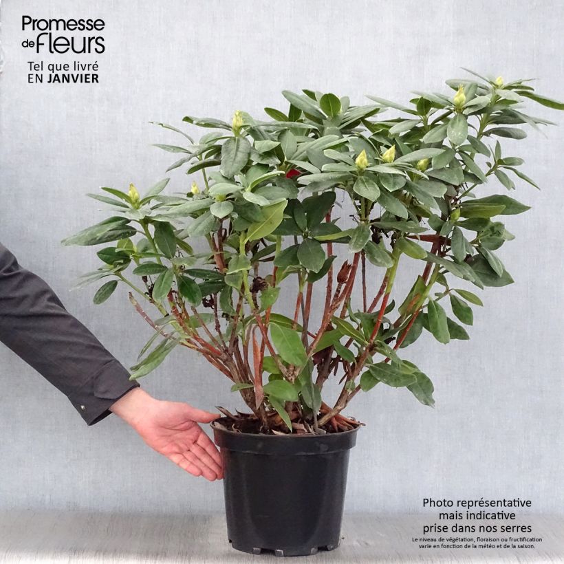 Spécimen de Rhododendron hybride Cosmopolitan Pot de 7,5L/10L tel que livré en hiver