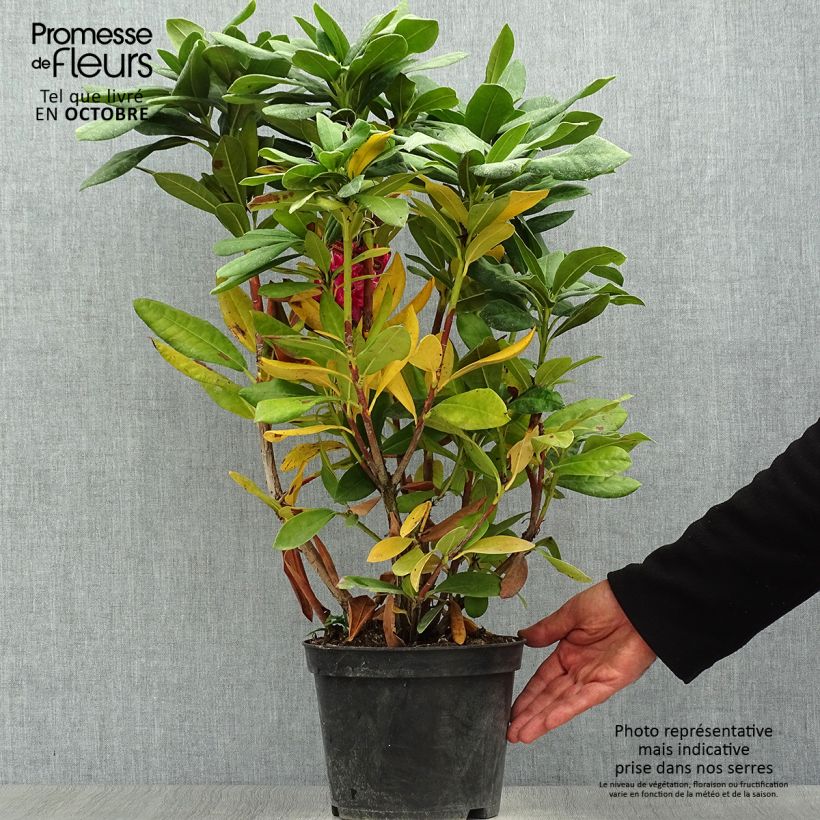 Spécimen de Rhododendron hybride Cosmopolitan Pot de 2L/3L tel que livré en automne