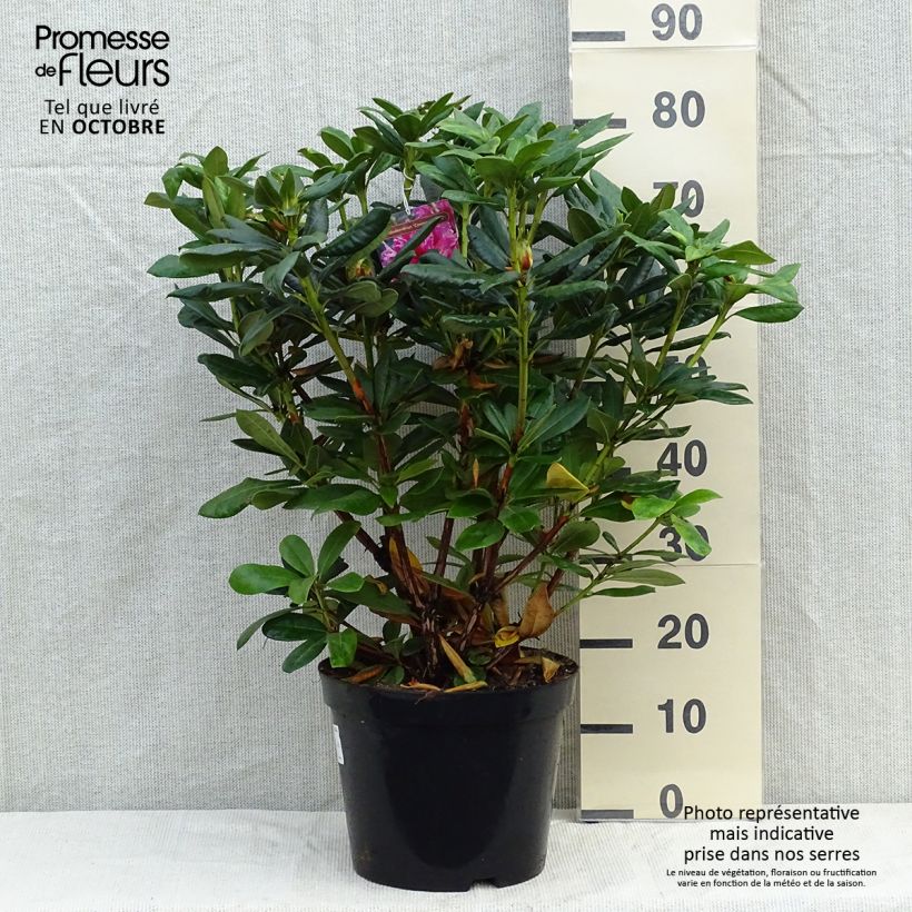 Spécimen de Rhododendron hybride Cosmopolitan Pot de 7,5L/10L tel que livré en automne