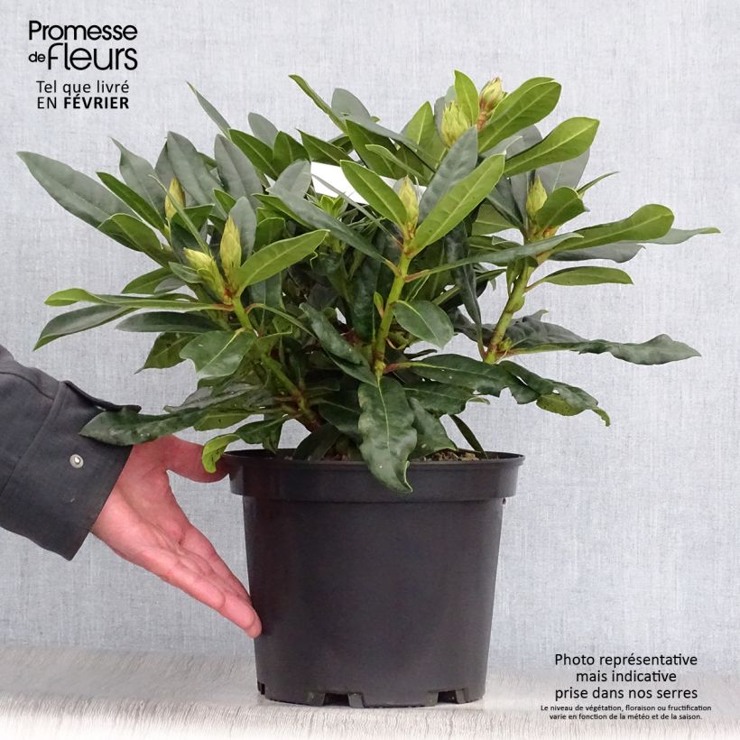 Spécimen de Rhododendron hybride Kabarett Pot de 4L/5L tel que livré en hiver