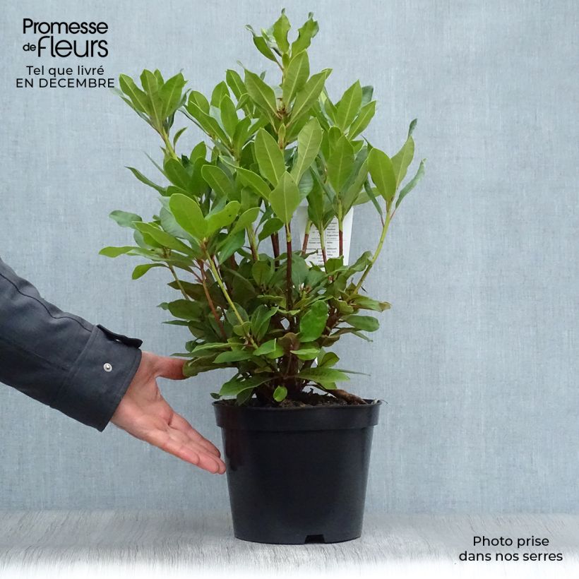 Spécimen de Rhododendron hybride Lord Roberts Pot de 4L/5L tel que livré en hiver