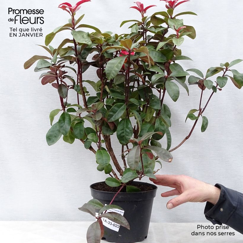 Spécimen de Rhododendron hybride Moser's Maroon Pot de 4L/5L tel que livré en hiver