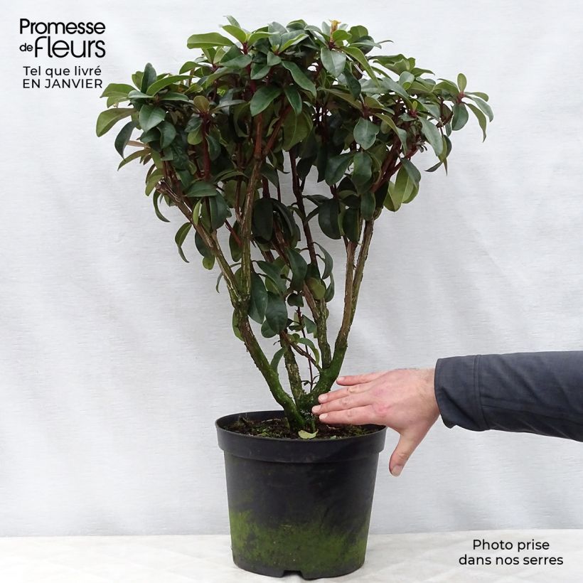 Spécimen de Rhododendron hybride Moser's Maroon Pot de 7,5L/10L tel que livré en hiver