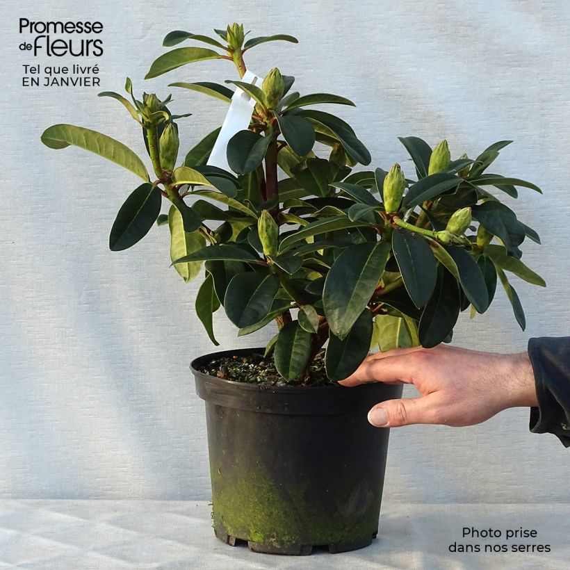 Spécimen de Rhododendron hybride Naselle Pot de 4L/5L tel que livré en hiver