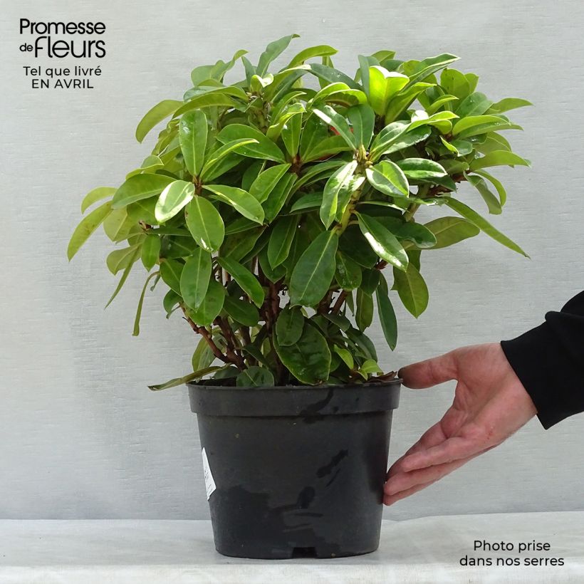Spécimen de Rhododendron hybride Red Jack Pot de 4L/5L tel que livré au printemps