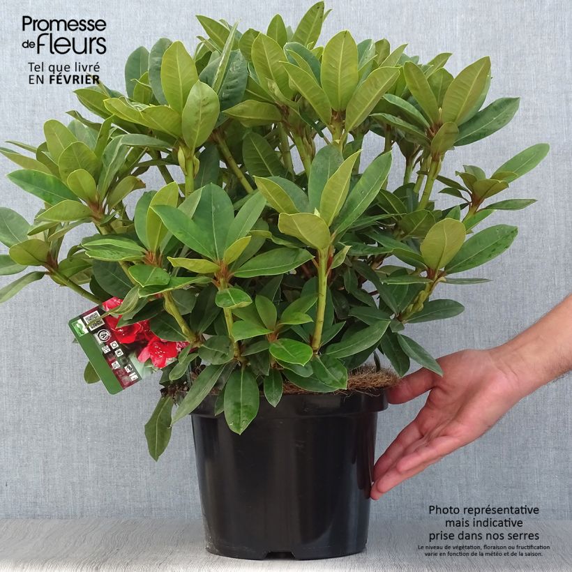 Spécimen de Rhododendron hybride Red Jack Pot de 4L/5L tel que livré en automne