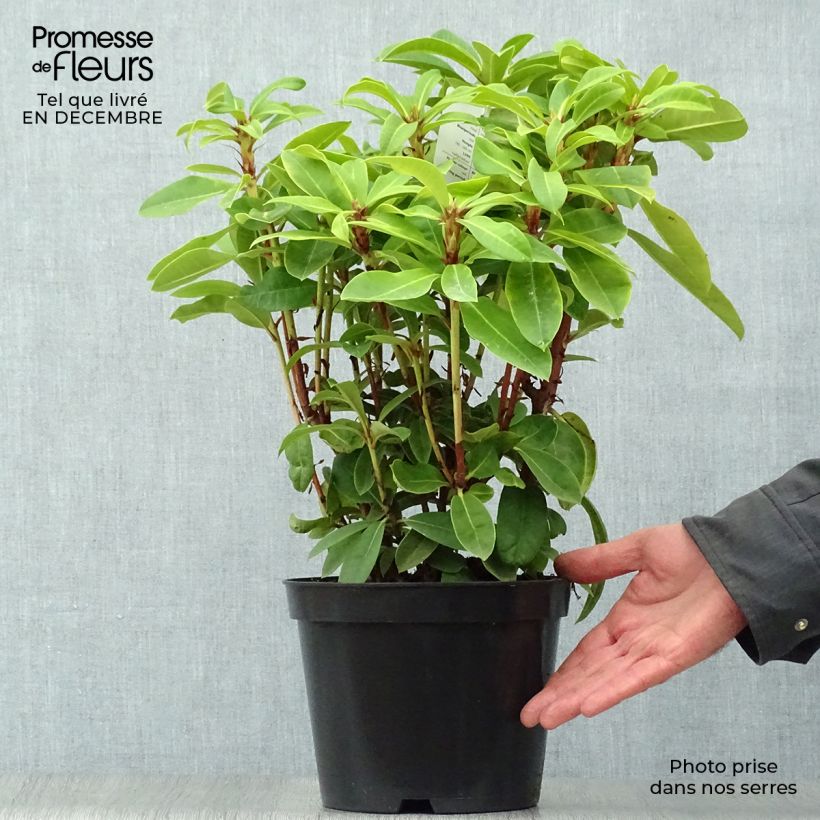 Spécimen de Rhododendron hybride Red Jack Pot de 4L/5L tel que livré en hiver