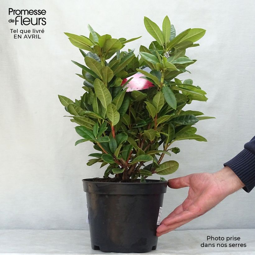 Spécimen de Rhododendron hybride Rocket Pot de 4L/5L tel que livré au printemps