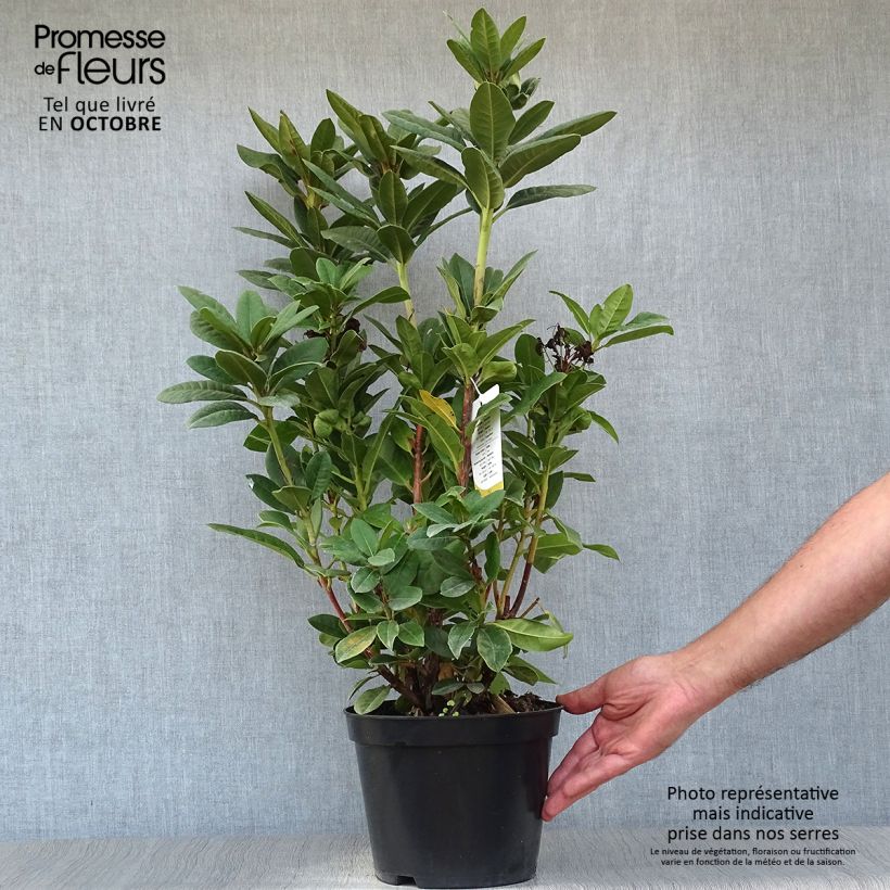 Spécimen de Rhododendron hybride Rocket Pot de 4L/5L tel que livré en automne