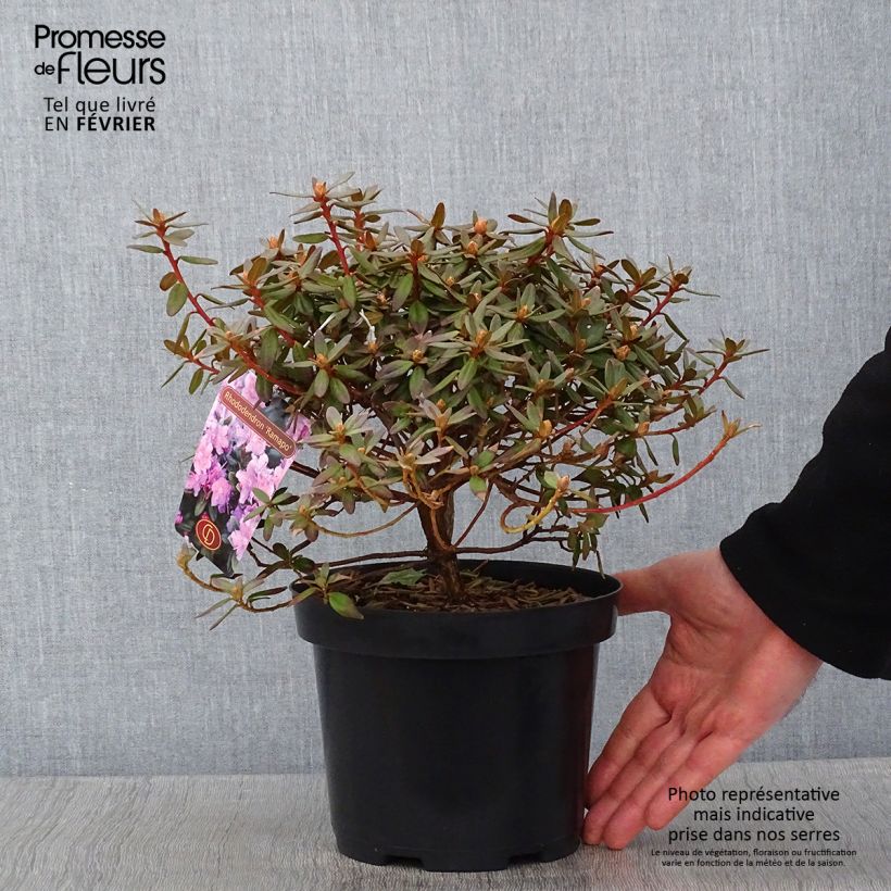 Spécimen de Rhododendron impeditum Ramapo Pot de 2L/3L tel que livré en hiver